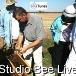 Studio Bee Live