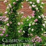 Climbing and Rambler Roses