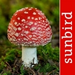 Pilze Sammeln, Bestimmen und Zubereiten - der Pilzführer für Wald und Natur